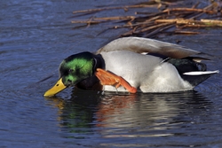 Mallard