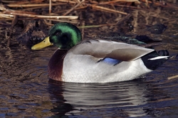 Mallard
