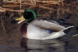 Mallard
