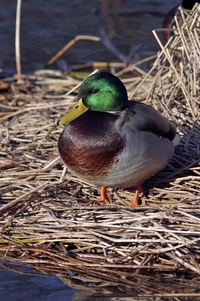 Mallard