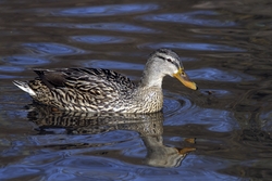 Mallard