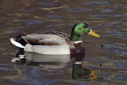 Mallard