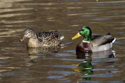 Mallard