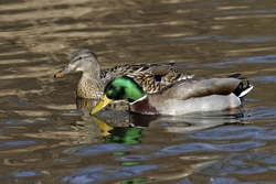 Mallard