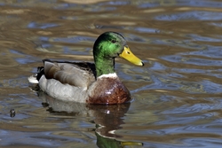 Mallard