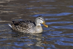 Mallard