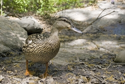 Mallard
