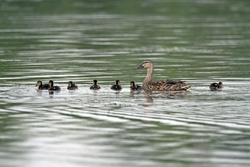 Mallard