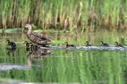 Mallard