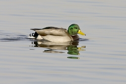 Mallard