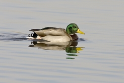 Mallard