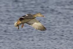 Mallard