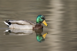 Mallard