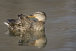 Mallard