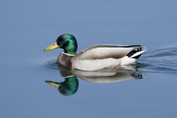 Mallard