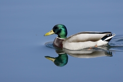 Mallard