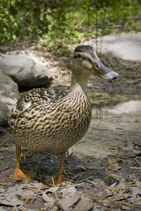 Mallard