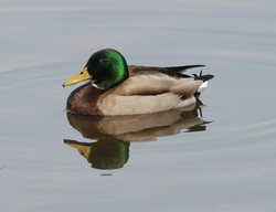 Mallard