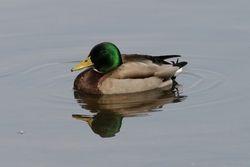Mallard