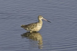 Marbled Godwit