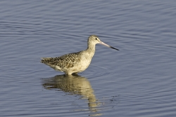 Marbled Godwit