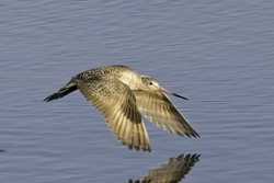 Marbled Godwit