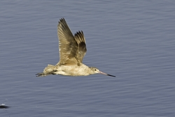 Marbled Godwit