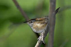 Marsh Wren
