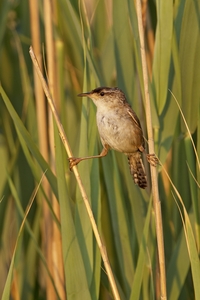 Marsh Wren