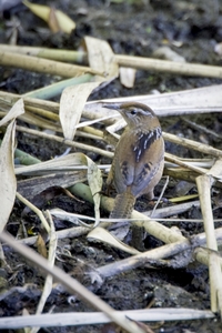 Marsh Wren