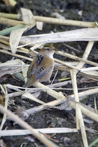 Marsh Wren