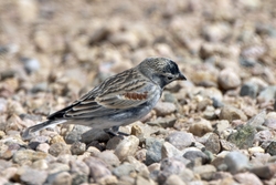 McCowns Longspur