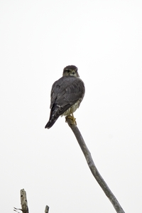 Merlin