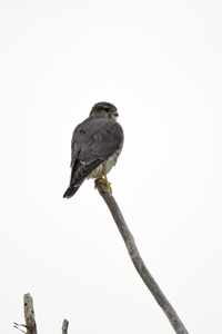 Merlin