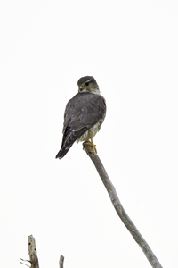 Merlin