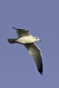 Mew Gull
