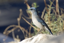 Mexican Jay