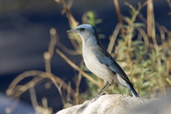 Mexican Jay
