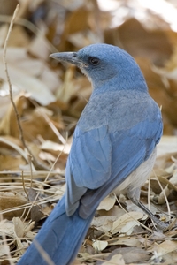 Mexican Jay