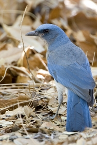 Mexican Jay