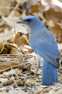 Mexican Jay