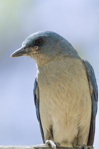 Mexican Jay