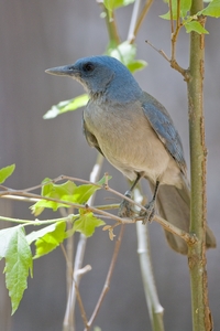 Mexican Jay