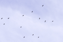 Mississippi Kite