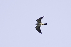 Mississippi Kite