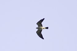Mississippi Kite