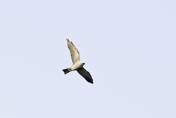 Mississippi Kite