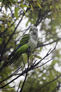 Monk Parakeet