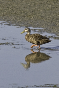 Mottled Duck