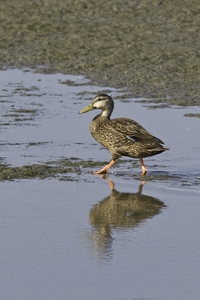 Mottled Duck